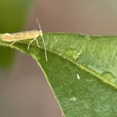 Phyllonorycter messaniella at Ainslie, ACT - 10 Jun 2023