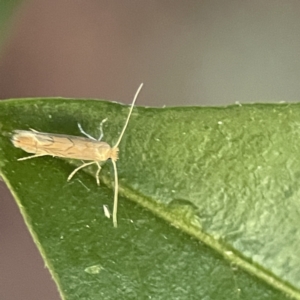 Phyllonorycter messaniella at Ainslie, ACT - 10 Jun 2023