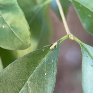 Phyllonorycter messaniella at Ainslie, ACT - 10 Jun 2023