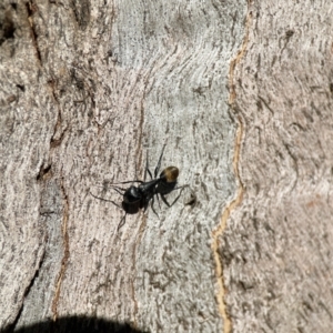 Camponotus aeneopilosus at Ainslie, ACT - 10 Jun 2023
