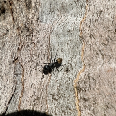 Camponotus aeneopilosus (A Golden-tailed sugar ant) at Ainslie, ACT - 10 Jun 2023 by Hejor1
