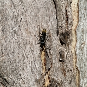 Camponotus aeneopilosus at Ainslie, ACT - 10 Jun 2023 12:20 PM