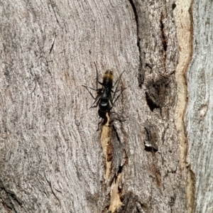 Camponotus aeneopilosus at Ainslie, ACT - 10 Jun 2023