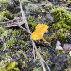 Lichenomphalia chromacea (Yellow Navel) at Aranda, ACT - 10 Jun 2023 by Jubeyjubes