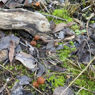 Laccaria sp. (Laccaria) at Black Mountain - 10 Jun 2023 by Jubeyjubes