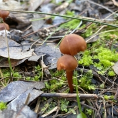 Laccaria sp. at Black Mountain - 10 Jun 2023