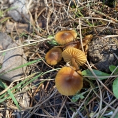 Unidentified Fungus at Black Mountain - 10 Jun 2023 by Jubeyjubes