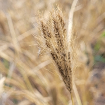 Chloris virgata (Feathertop Rhodes Grass) at Murrumburrah, NSW - 10 Jun 2023 by trevorpreston