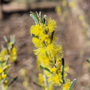 Acacia flexifolia at Combaning, NSW - 10 Jun 2023