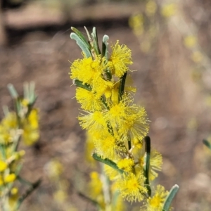 Acacia flexifolia at Combaning, NSW - 10 Jun 2023 12:48 PM