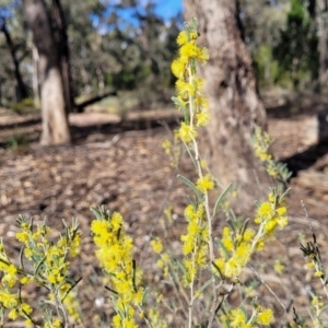 Acacia flexifolia at Combaning, NSW - 10 Jun 2023