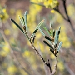 Acacia flexifolia at Combaning, NSW - 10 Jun 2023