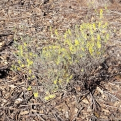 Acacia flexifolia at Combaning, NSW - 10 Jun 2023