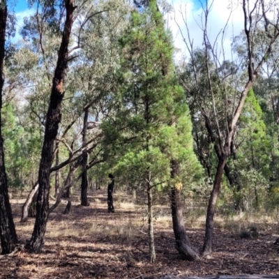 Callitris endlicheri (Black Cypress Pine) at Combaning, NSW - 10 Jun 2023 by trevorpreston