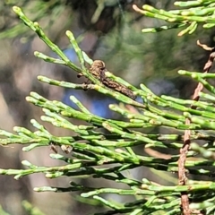 Callitris endlicheri at Combaning, NSW - 10 Jun 2023