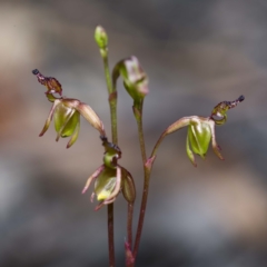 Caleana minor (Small Duck Orchid) at Bournda, NSW - 5 Dec 2018 by Steve63