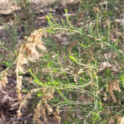 Cassinia sifton (Sifton Bush, Chinese Shrub) at Combaning State Conservation Area - 10 Jun 2023 by trevorpreston