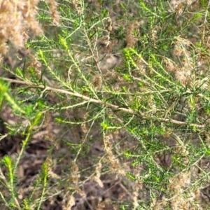 Cassinia sifton at Combaning, NSW - 10 Jun 2023