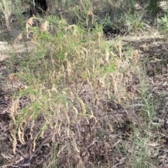 Cassinia sifton at Combaning, NSW - 10 Jun 2023