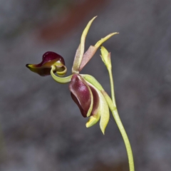 Caleana major (Large Duck Orchid) at Bournda, NSW - 1 Oct 2016 by Steve63