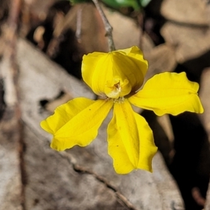 Goodenia hederacea subsp. hederacea at Combaning, NSW - 10 Jun 2023 12:43 PM