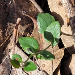 Goodenia hederacea subsp. hederacea at Combaning, NSW - 10 Jun 2023 12:43 PM