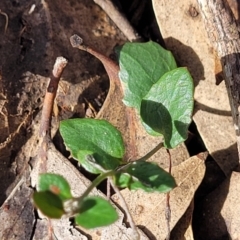 Goodenia hederacea subsp. hederacea at Combaning, NSW - 10 Jun 2023