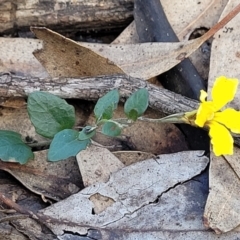 Goodenia hederacea subsp. hederacea at Combaning, NSW - 10 Jun 2023