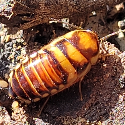 Robshelfordia simplex at Combaning State Conservation Area - 10 Jun 2023 by trevorpreston