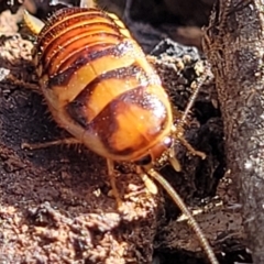 Robshelfordia simplex at Combaning, NSW - 10 Jun 2023 12:40 PM