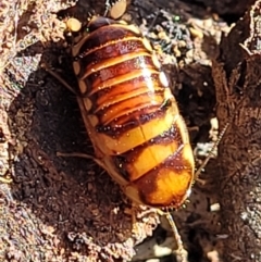 Robshelfordia simplex at Combaning, NSW - 10 Jun 2023 12:40 PM