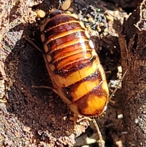 Robshelfordia simplex at Combaning, NSW - 10 Jun 2023 12:40 PM