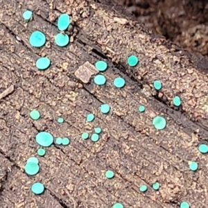 Chlorociboria at Combaning, NSW - 10 Jun 2023 12:39 PM