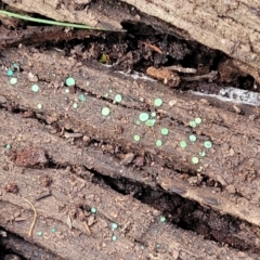 Chlorociboria at Combaning, NSW - 10 Jun 2023 12:39 PM