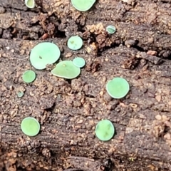 Chlorociboria at Combaning, NSW - 10 Jun 2023 12:39 PM