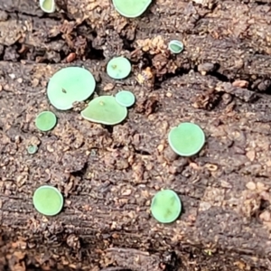 Chlorociboria at Combaning, NSW - 10 Jun 2023 12:39 PM