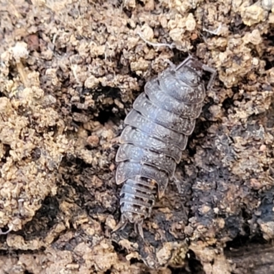 Isopoda (order) at Combaning State Conservation Area - 10 Jun 2023 by trevorpreston