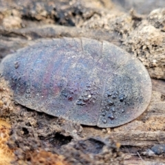 Laxta sp. (genus) (Bark cockroach) at Combaning, NSW - 10 Jun 2023 by trevorpreston