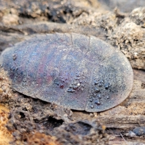 Laxta sp. (genus) at Combaning, NSW - 10 Jun 2023