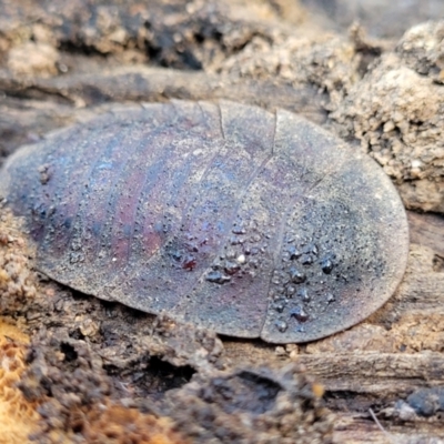 Unidentified Cockroach (Blattodea, several families) at Combaning, NSW - 10 Jun 2023 by trevorpreston