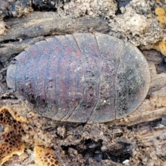 Laxta sp. (genus) at Combaning, NSW - 10 Jun 2023