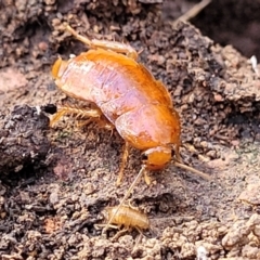 Unidentified Cockroach (Blattodea, several families) at Combaning State Conservation Area - 10 Jun 2023 by trevorpreston