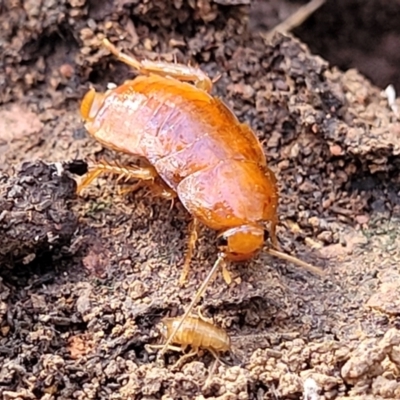 Unverified Cockroach (Blattodea, several families) at Combaning, NSW - 10 Jun 2023 by trevorpreston