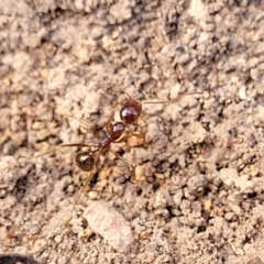 Aphaenogaster longiceps at Combaning, NSW - 10 Jun 2023 by trevorpreston