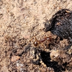 Aphaenogaster longiceps at Combaning, NSW - 10 Jun 2023 12:37 PM