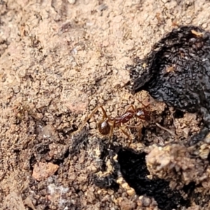 Aphaenogaster longiceps at Combaning, NSW - 10 Jun 2023 12:37 PM