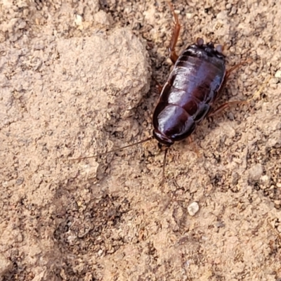 Unidentified Cockroach (Blattodea, several families) at Combaning State Conservation Area - 10 Jun 2023 by trevorpreston