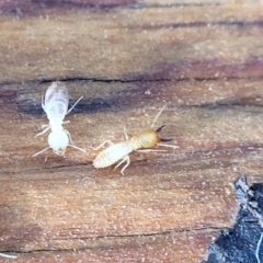 Unidentified Termite (superfamily Termitoidea) at Combaning State Conservation Area - 10 Jun 2023 by trevorpreston