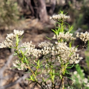 Cassinia quinquefaria at Combaning, NSW - 10 Jun 2023