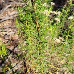 Cassinia quinquefaria at Combaning, NSW - 10 Jun 2023